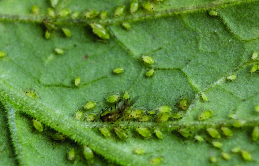 Попелиця на картоплі