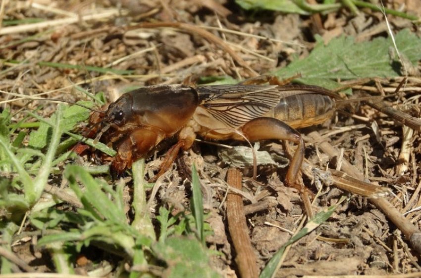 Капустянка