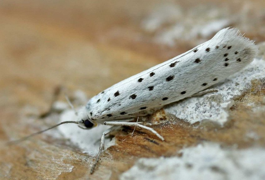 Міль картопляна