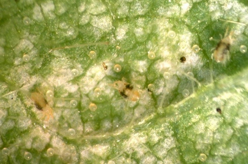 Яйця і дорослі особини павутинного кліща