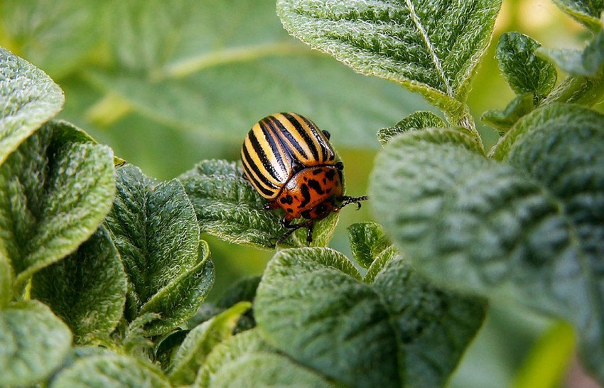 Колорадський жук