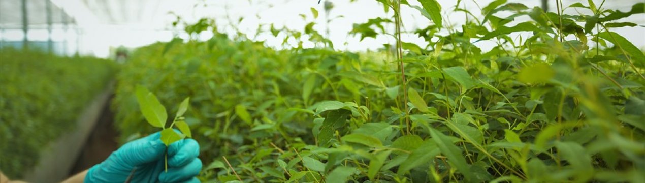 У 2018 р. в Україні було зібрано 555,7 тис. тонн тепличних культур