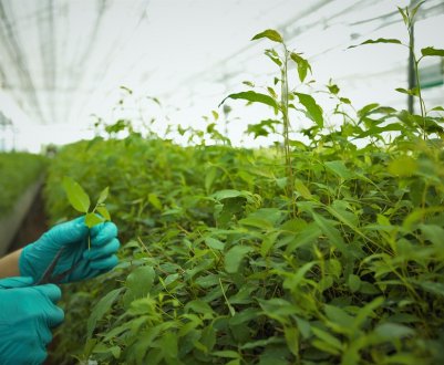 У 2018 р. в Україні було зібрано 555,7 тис. тонн тепличних культур