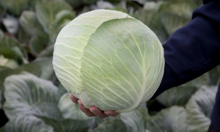 Капуста Циклоп