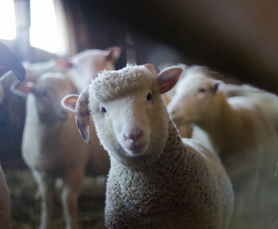 Бізнес закликає переглянути застосування антибіотиків у тваринництві України