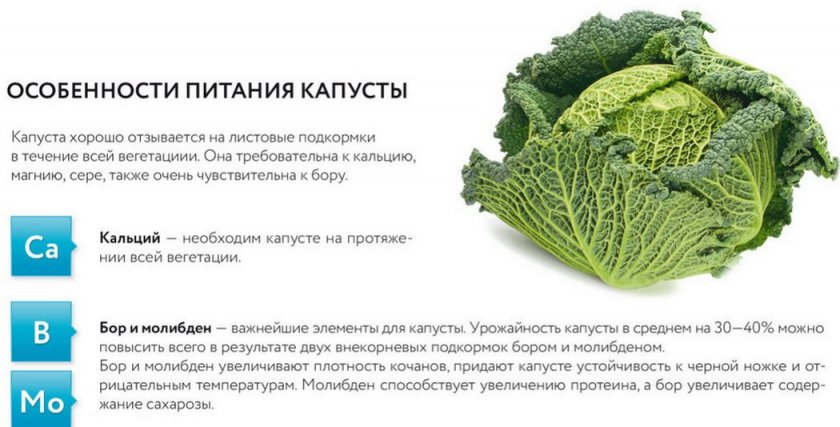 Подкормка капусты Подкормка капусты
