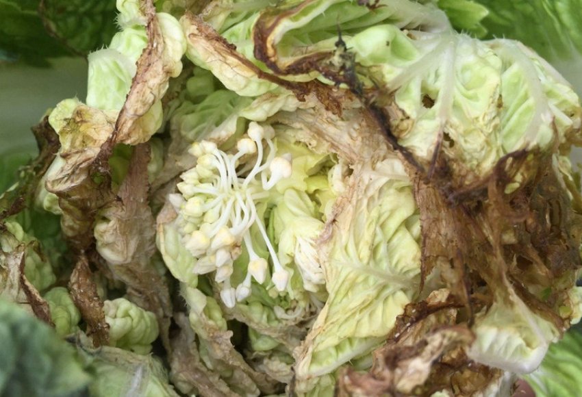Бактеріоз капусти