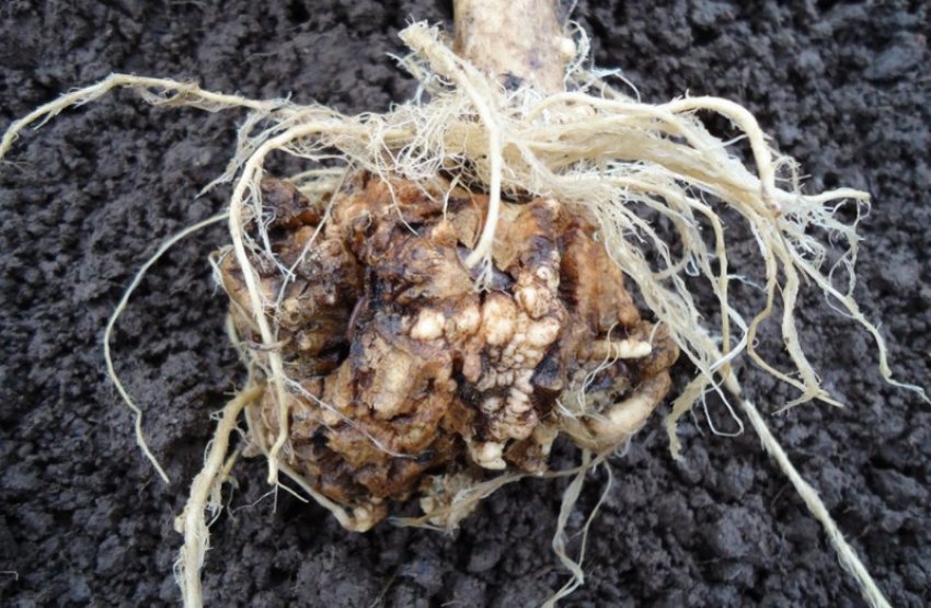 Кила капусти