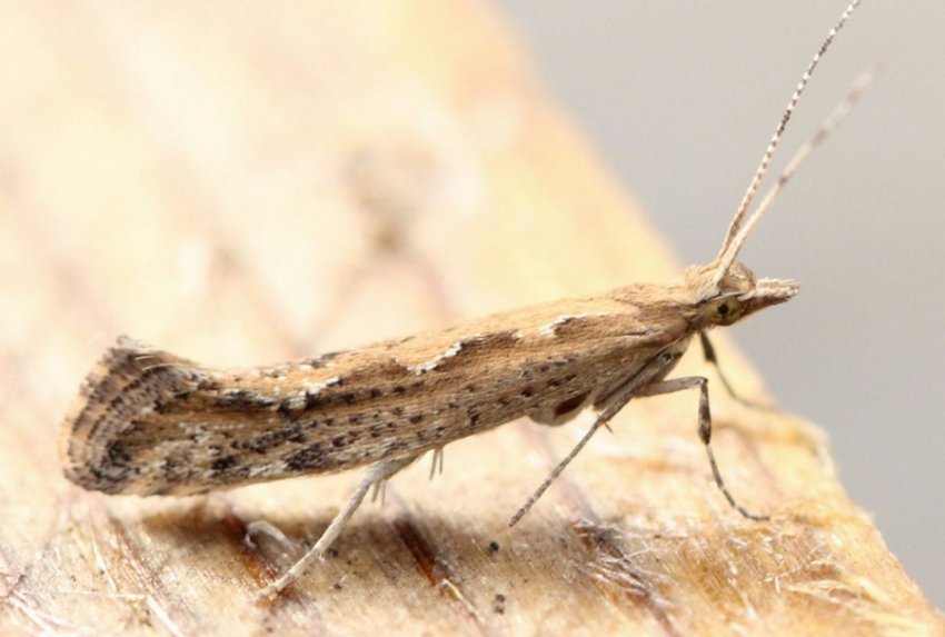 Капустяна міль