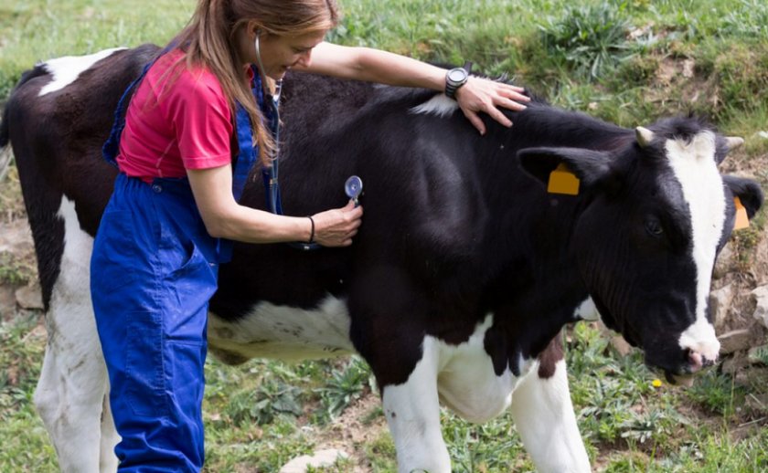 Осмотр коровы, как метод профилактики остановки желудка