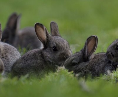 Як самому каструвати кролика в домашніх умовах?