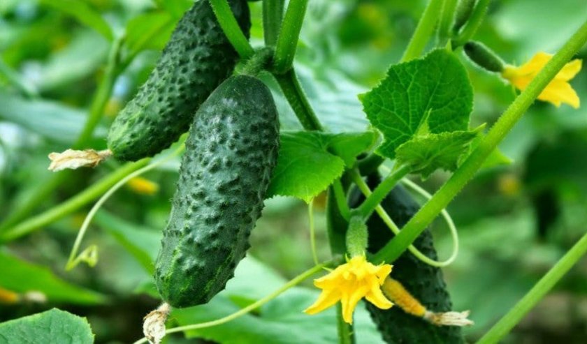 Огурцы Конкурент Огурцы Конкурент