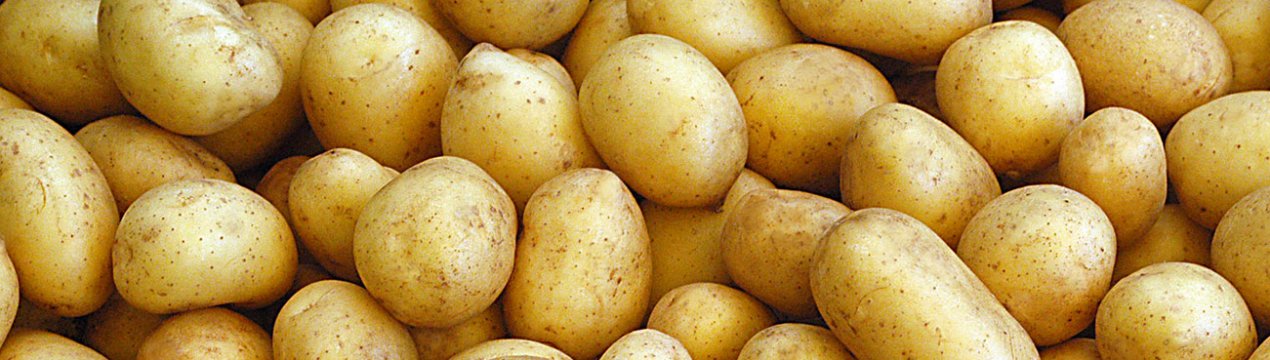 Сорт картоплі Фелокс: ботанічний опис, агротехніка вирощування і догляд