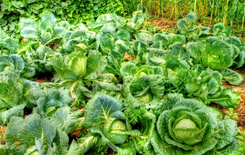Вирощування капусти Вирощування капусти