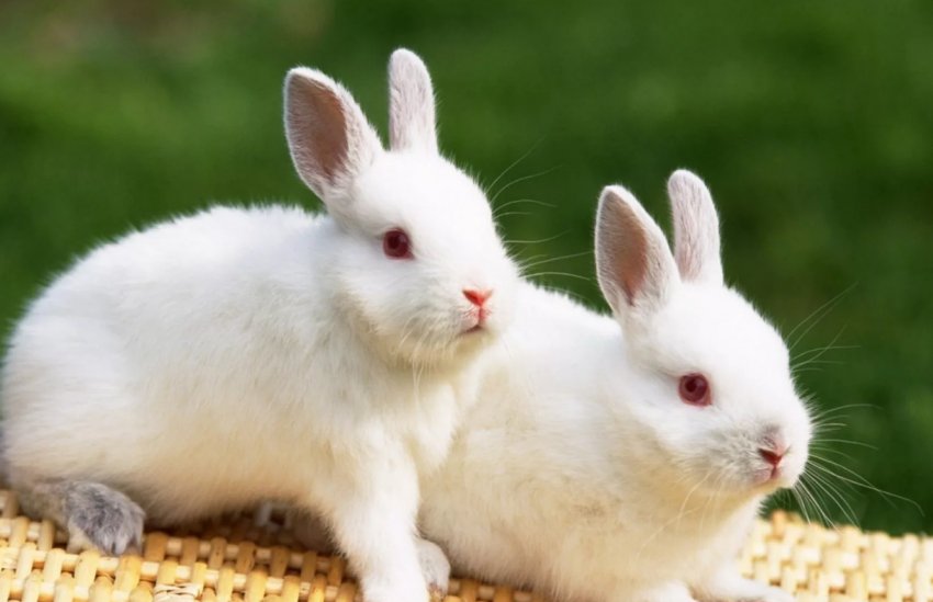 Кастрация кроликов своими руками в домашних условиях закрытым и открытым способом