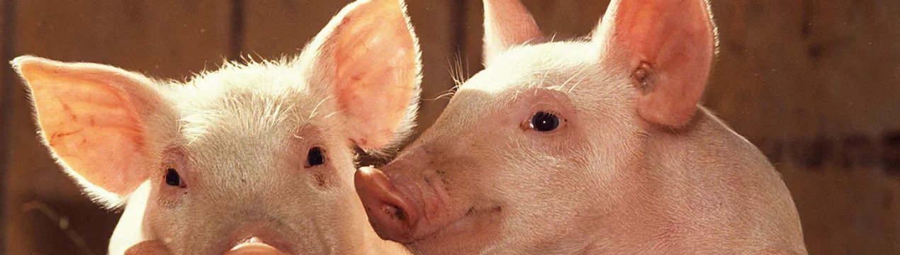 Українські свинарі приховують випадки АЧС