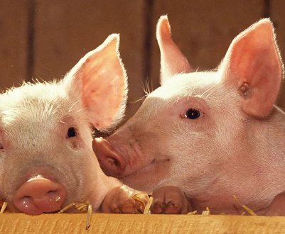 Українські свинарі приховують випадки АЧС
