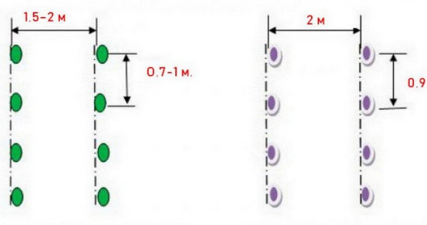 Посадка дині Посадка дині
