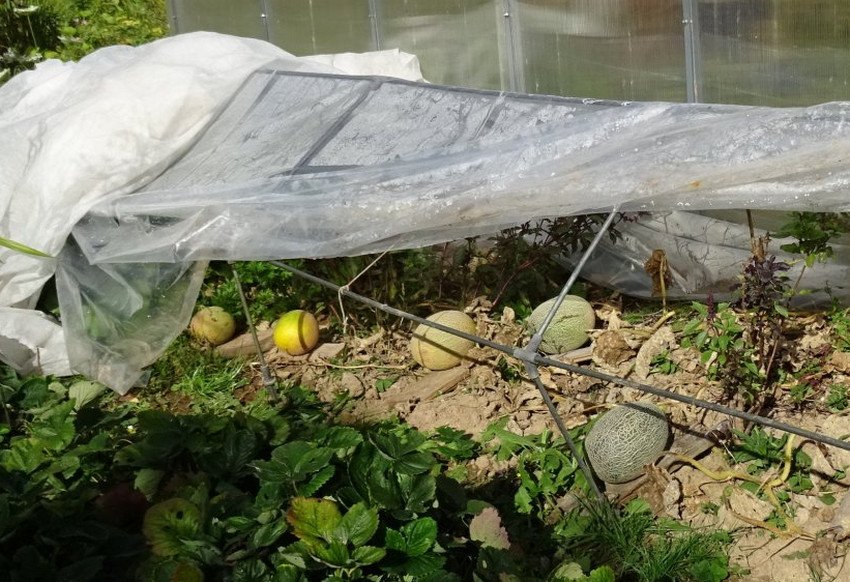 Укриття для дині Укриття для дині