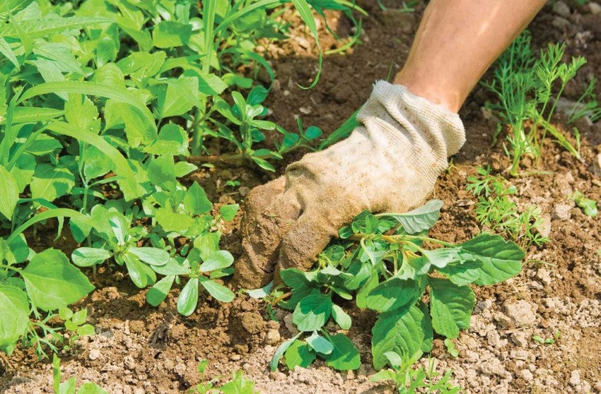 Боротьба з бур'янами Боротьба з бур'янами