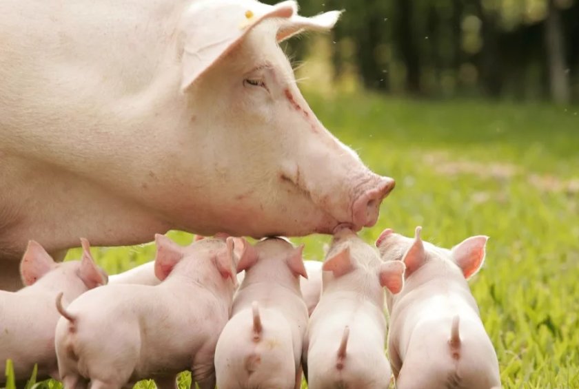 KSG Agro планирует увеличить поголовье свиноматок в два раза KSG Agro планирует увеличить поголовье свиноматок в два раза