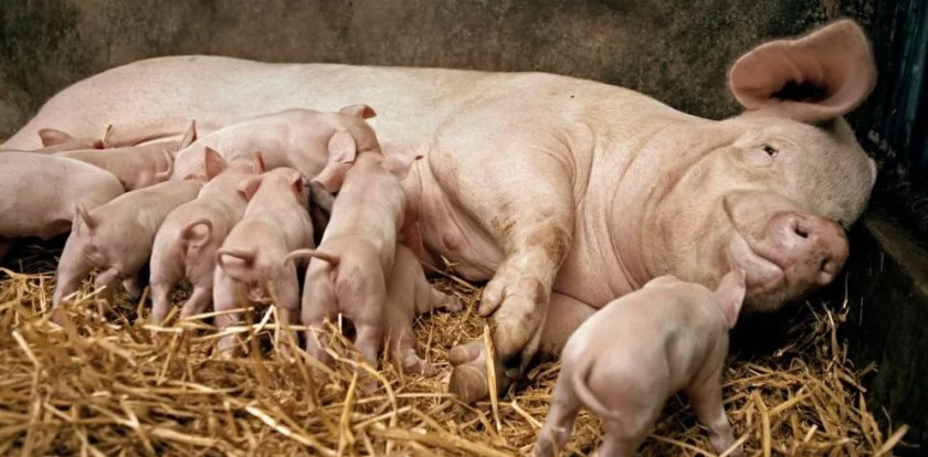 KSG Agro планирует увеличить поголовье свиноматок в два раза KSG Agro планирует увеличить поголовье свиноматок в два раза