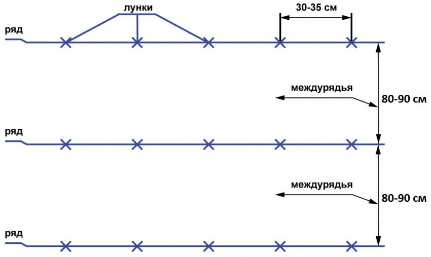 Схема посадки картоплі Схема посадки картоплі