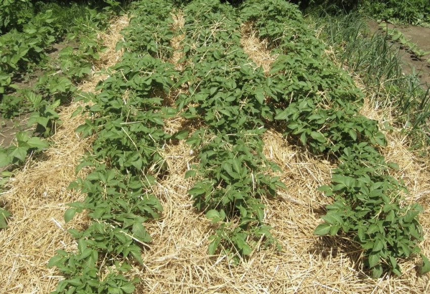 Картопля замульчированый сіном Картопля замульчированый сіном