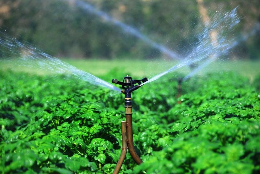 Полив картоплі Полив картоплі