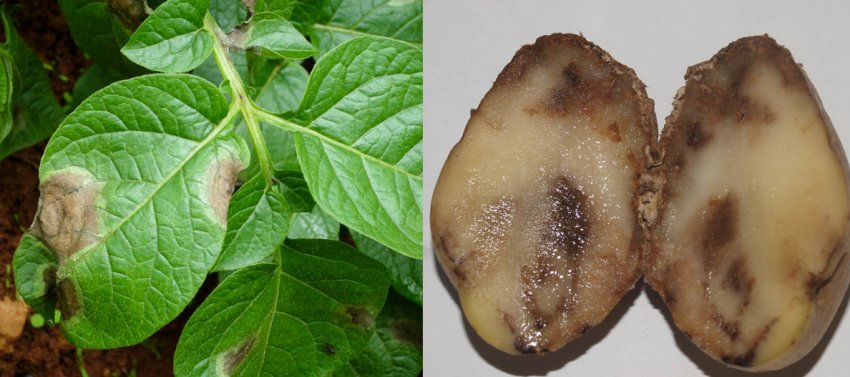 Фітофтороз картоплі Фітофтороз картоплі