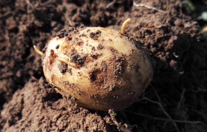 Картопляний дротянка Картопляний дротянка