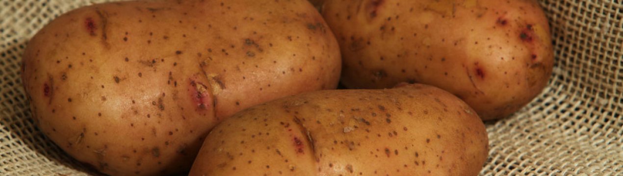 Картофель Тирас: характеристика и особенности выращивания сорта