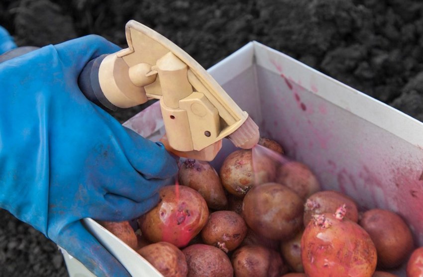 Обробка картоплі Обробка картоплі