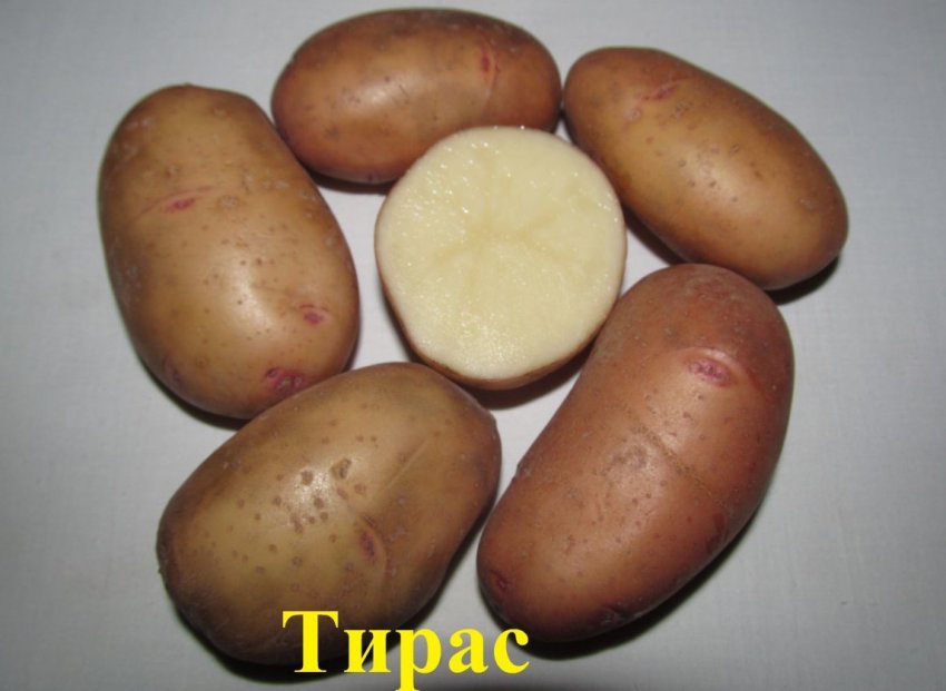 Картофель сорта Тирас