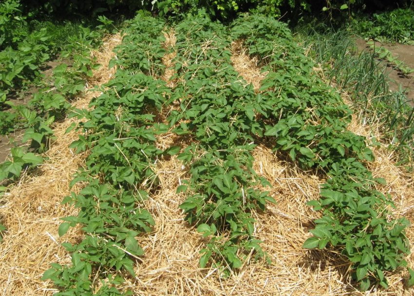 Мульчування грядки картоплі соломою Мульчування грядки картоплі соломою