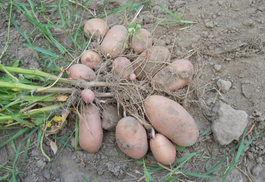 Сбор урожая картофеля Тирас