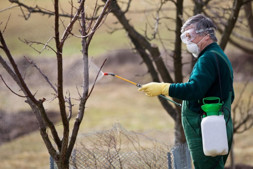 Обприскування яблуні Обприскування яблуні