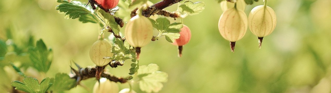 Непопулярний в Україні аґрус вирощується всього на 500 га