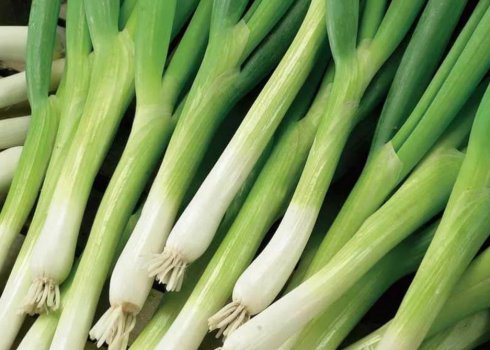 Лук-батун сорта Параде — особенности посева и ухода