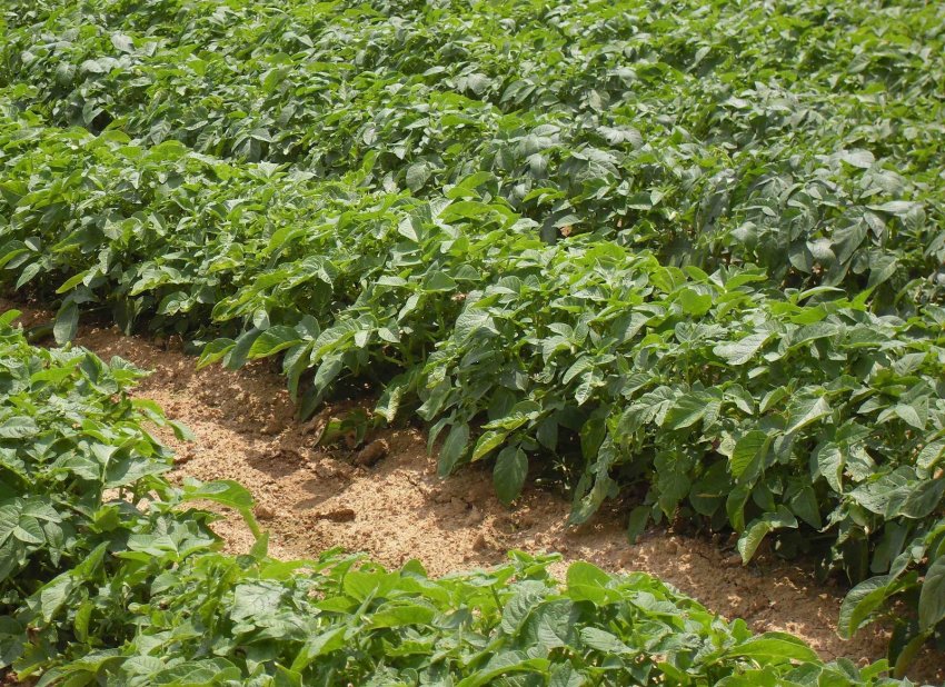 Вирощування картоплі Барин Вирощування картоплі Барин