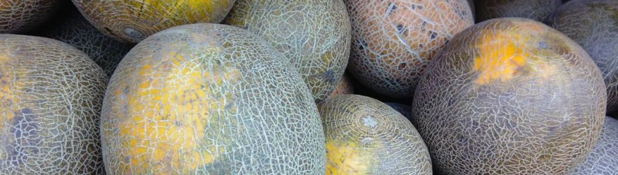  Сорт дині Славія: опис, агротехніка вирощування і догляд