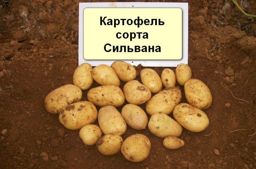 Картопля Картопля