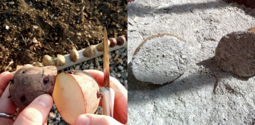 Підготовка бульб до посадки Підготовка бульб до посадки