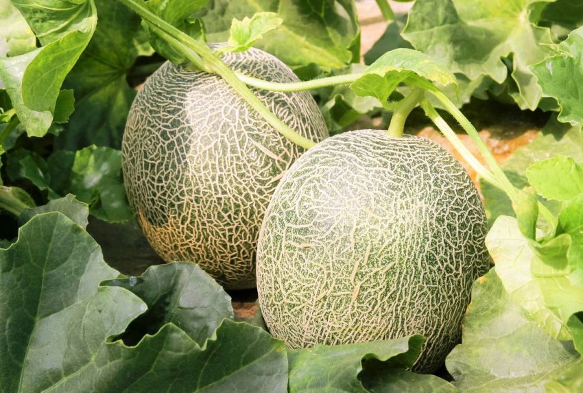 Диня Славія