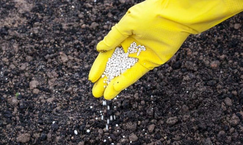 Внесення добрив для посадки цибулі