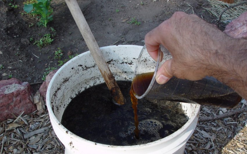 Добриво картоплі настоєм коров'яку Добриво картоплі настоєм коров'яку