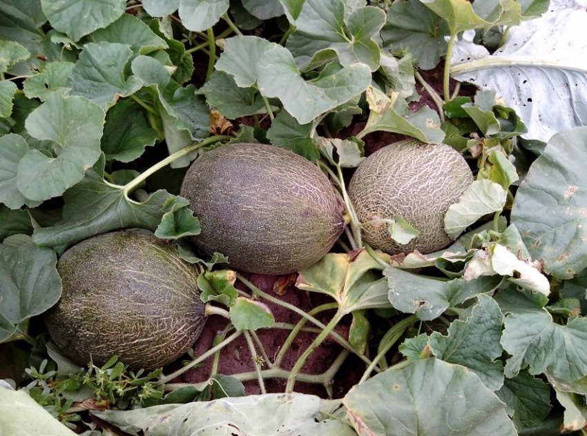 Диня Славія