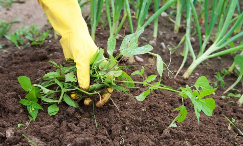 Прополка цибулі-батун сорти Параді