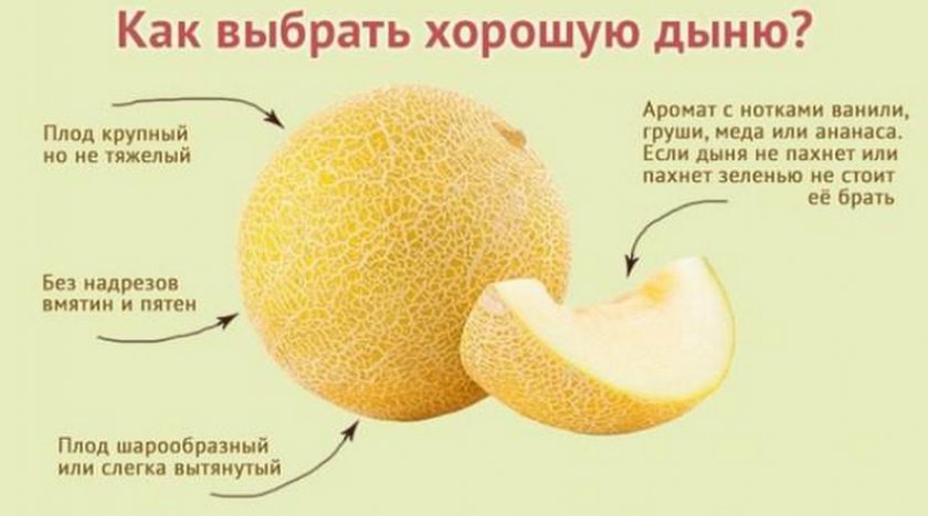 Выбор дыни Выбор дыни
