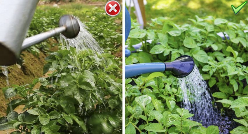 Полив картоплі Полив картоплі